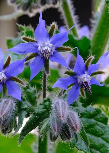 Borage
