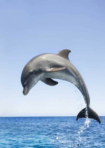 Bottlenose Dolphin