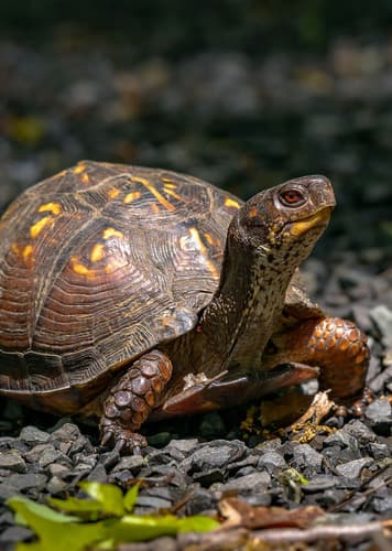 Box Turtle