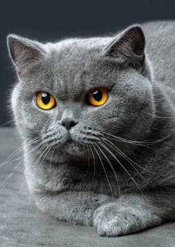 British Shorthair