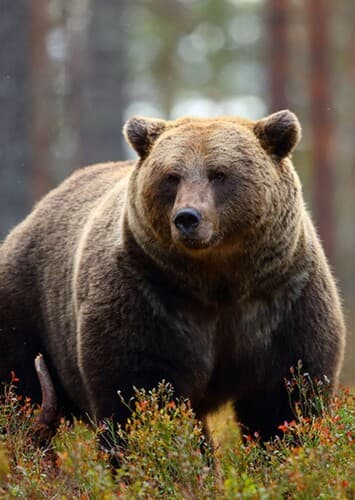 Brown bear