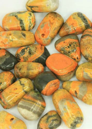 Bumblebee Jasper
