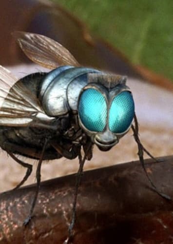 Buzz the Horsefly