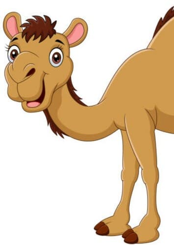 Camel