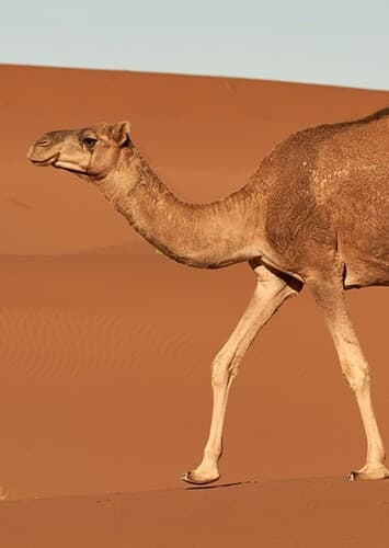 Camel