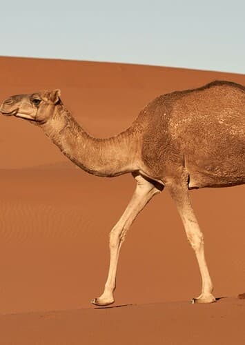 Camel