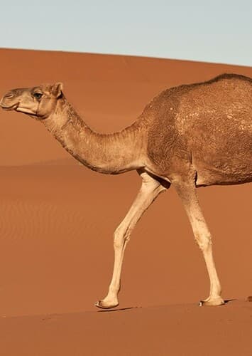 Camel