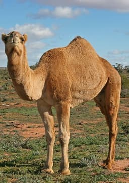 Camel