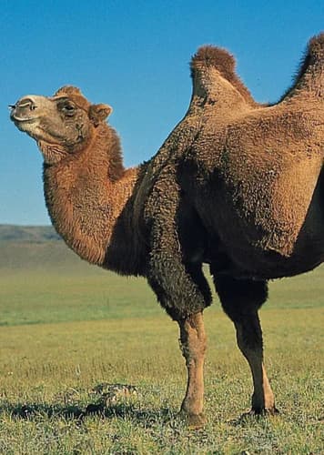 Camel