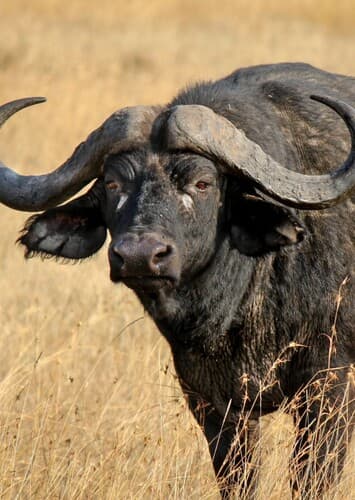 Cape Buffalo
