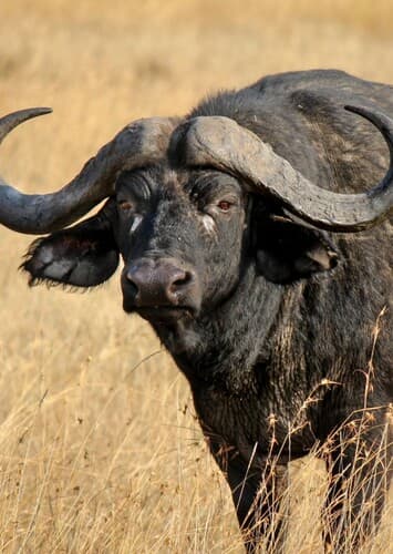 Cape Buffalo