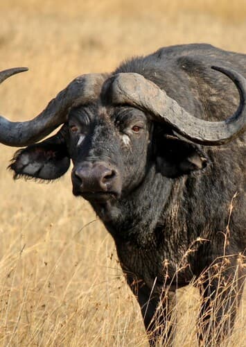 Cape Buffalo