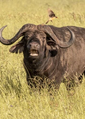 Cape Buffalo