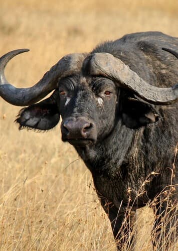 Cape Buffalo