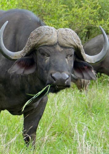 Cape Buffalo