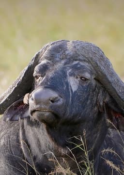 Cape Buffalo