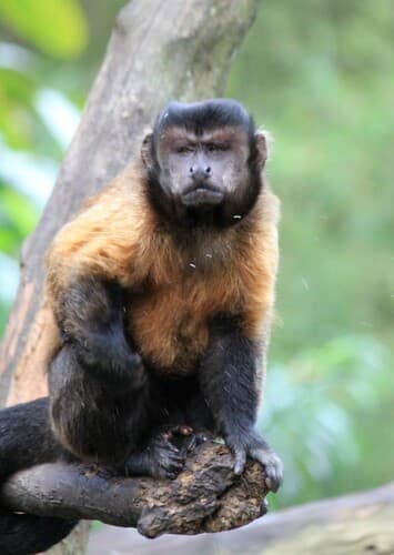 Capuchin Monkey