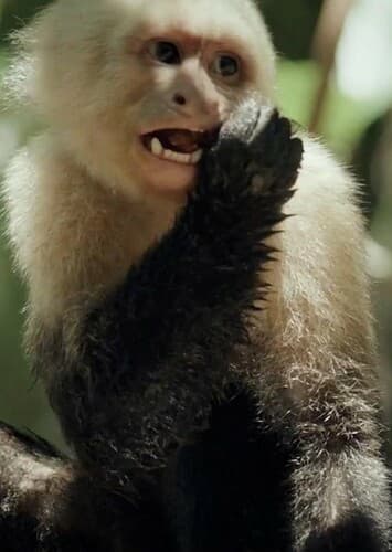 Capuchin Monkey