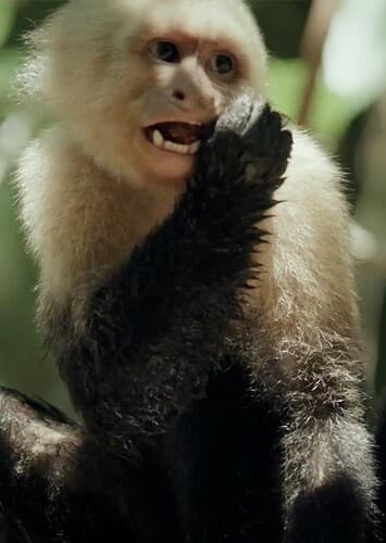 Capuchin Monkey