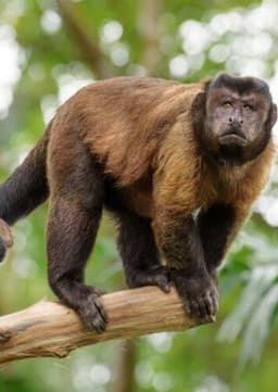 Capuchin Monkey