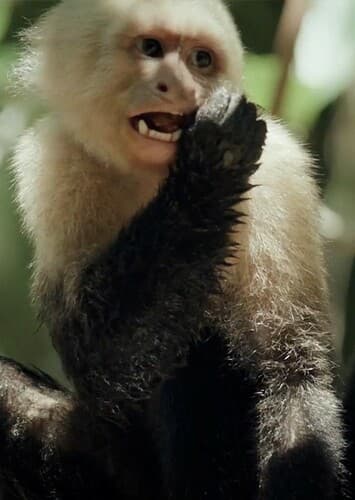 Capuchin Monkey