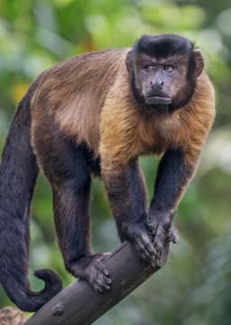Capuchin Monkey