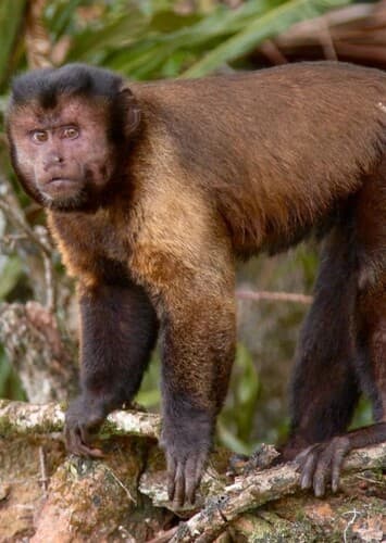 Capuchin Monkey