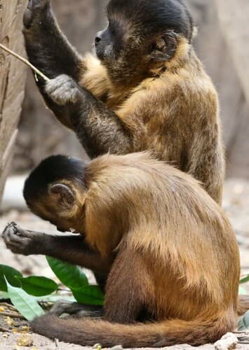 Capuchin Monkey