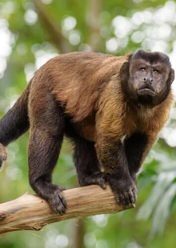 Capuchin Monkey