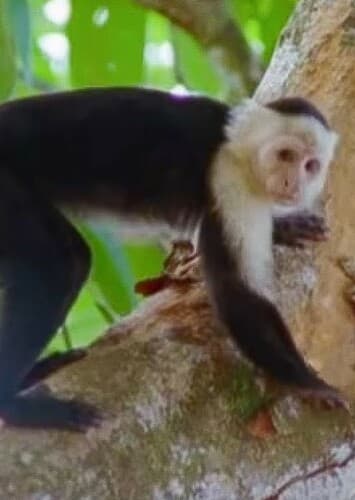 Capuchin Monkey