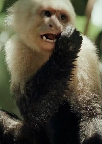 Capuchin Monkey