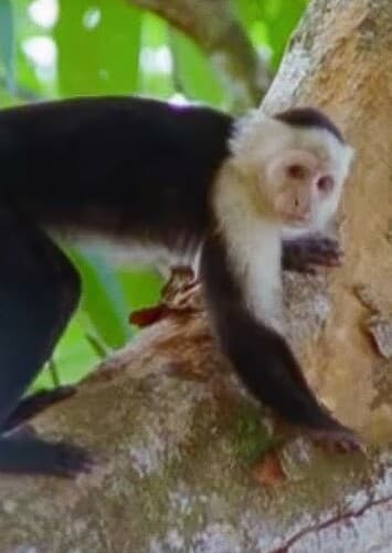 Capuchin Monkey