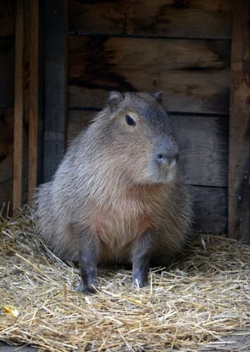 Capybara