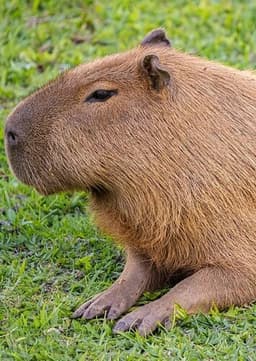 Capybara