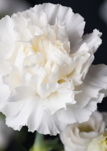 Carnation (White)
