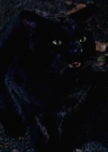 Cat Thackery Binx