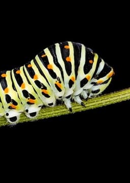 Caterpillar