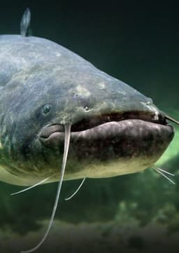 Catfish
