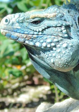 Cayman Iguana