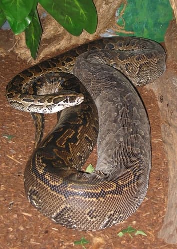 Central African Rock Python