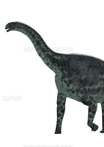 Cetiosaurus
