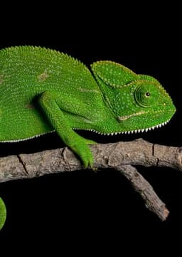 Chameleon