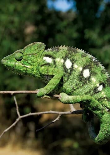 Chameleon