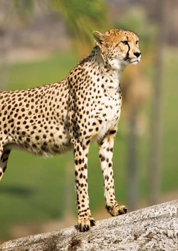 Cheetah