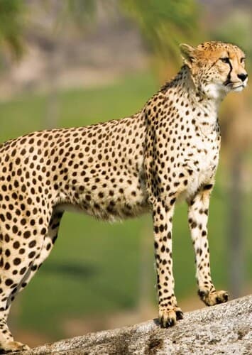 Cheetah