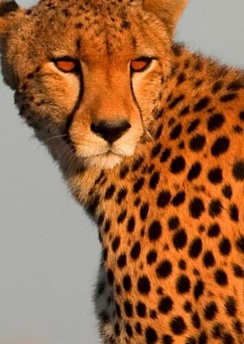 Cheetah