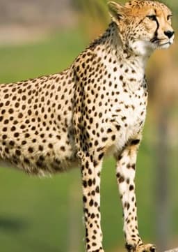 Cheetah