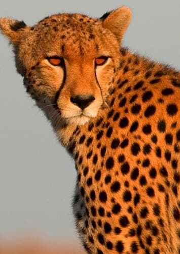 Cheetah