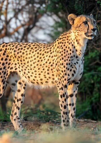 Cheetah