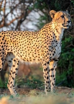 Cheetah